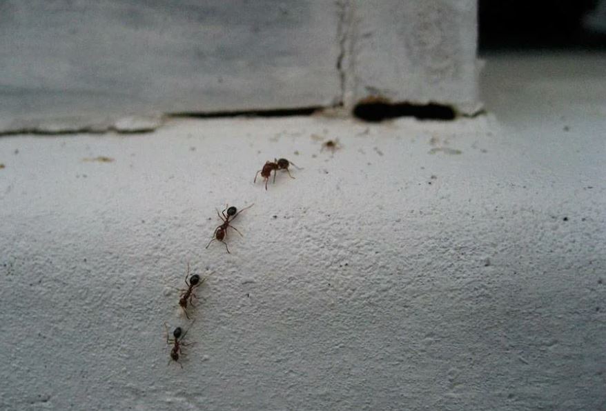  чем избавиться от муравьев в доме 